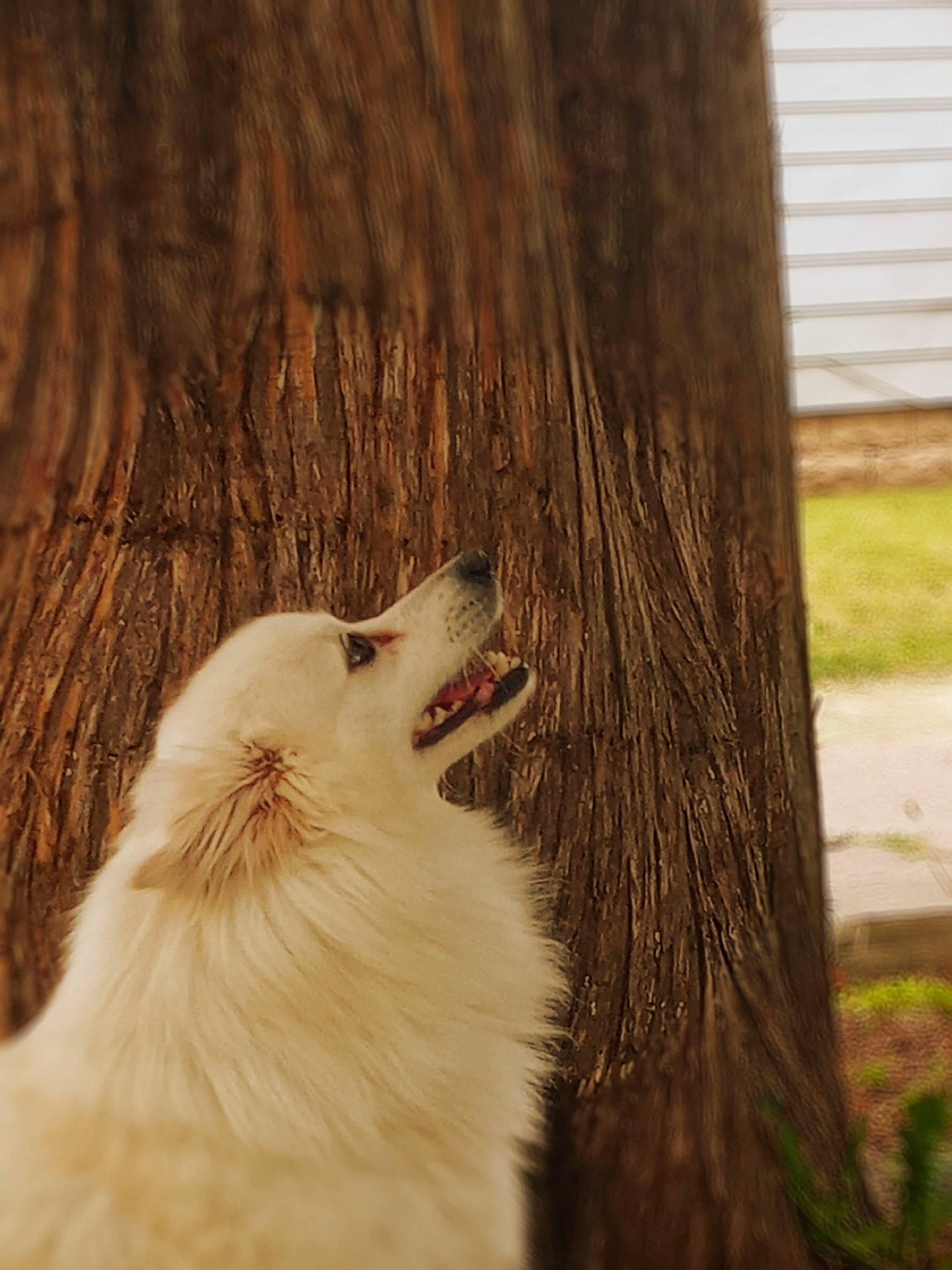 Casper is registered to the contest to win money with this photo: carnivore, collie, companion_dog, dog, dog_breed, fang, fawn, felidae, fur, grass, hardwood, small_to_medium_sized_cats, snout, spitz, terrestrial_animal, tree, trunk, whiskers, wildlife, wood