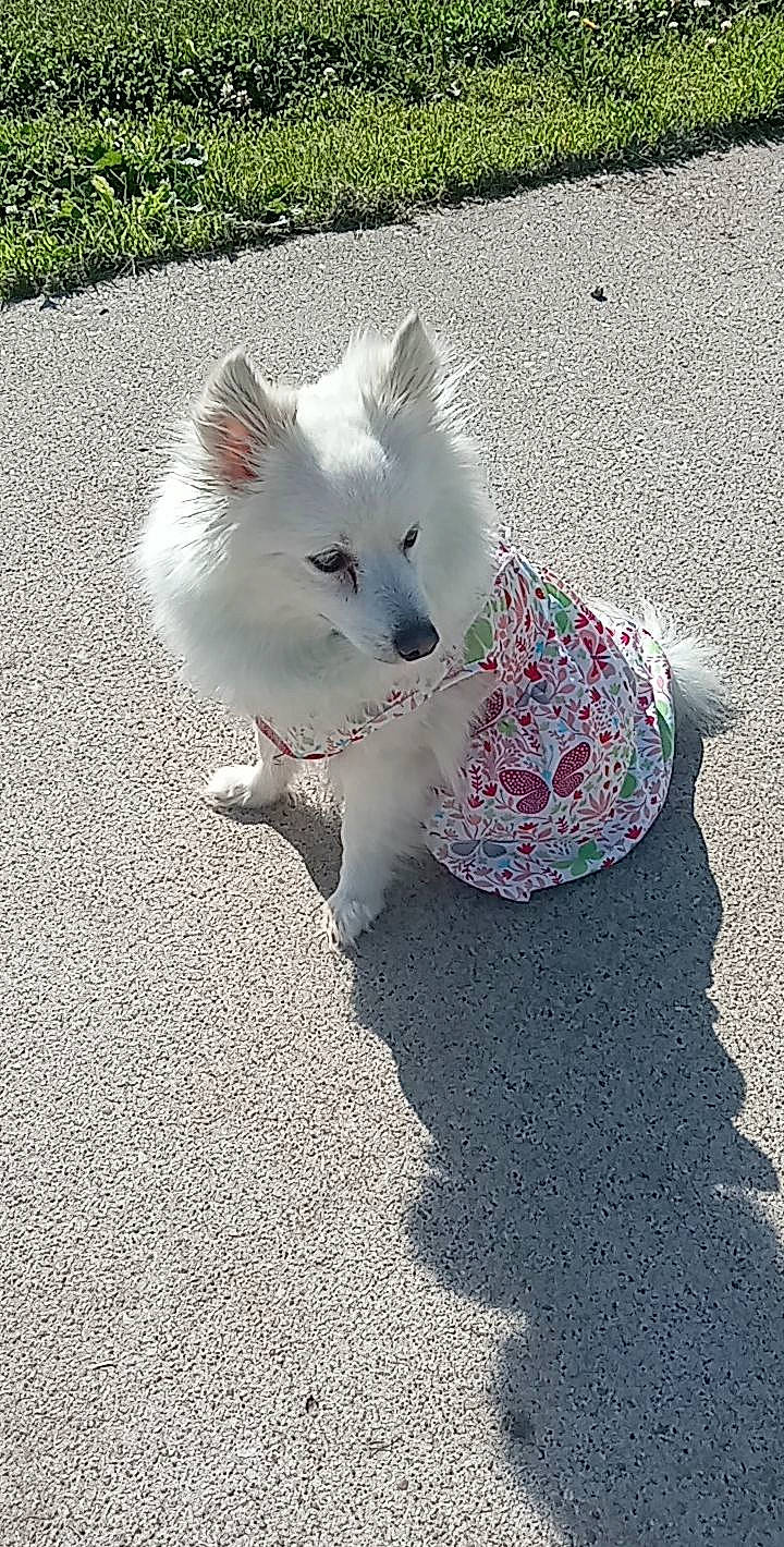 Casper is registered to the contest to win money with this photo: art, asphalt, canidae, carmine, carnivore, cat, companion_dog, dog_breed, felidae, fur, grass, road_surface, sidewalk, small_to_medium_sized_cats, snout, sporting_group, tail, tar, tints_and_shades, whiskers