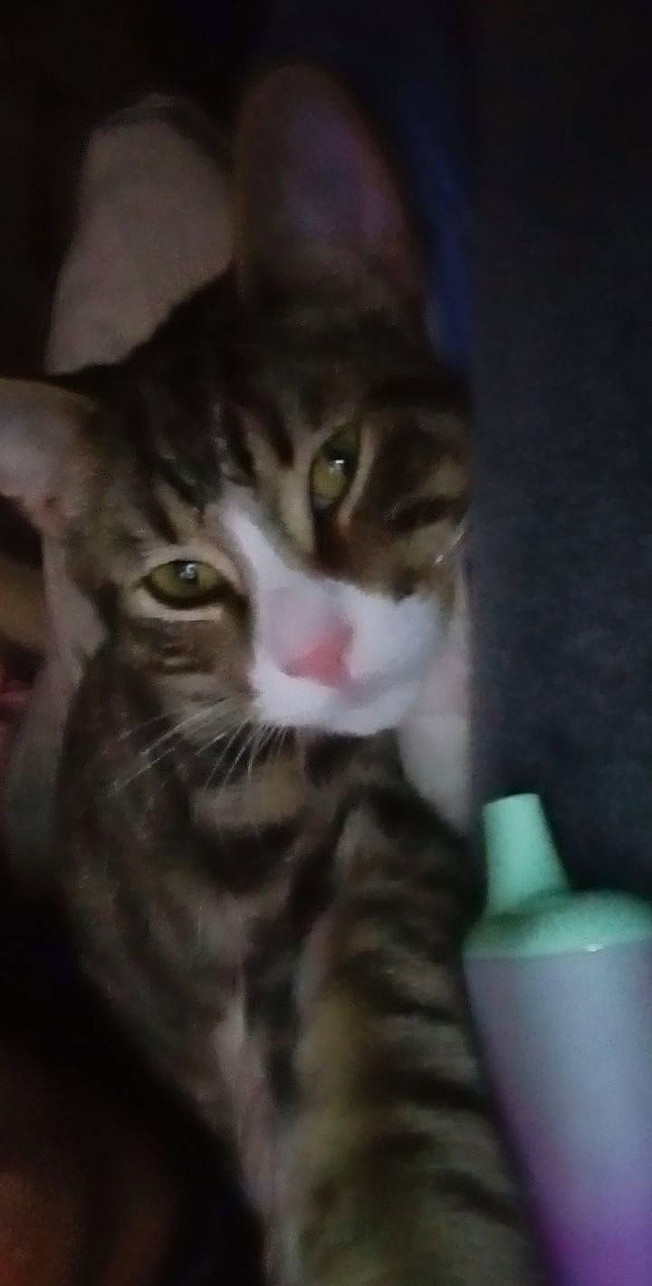 Bugsy joined the competition — help win amazing prizes! carnivore, cat, darkness, domestic_short_haired_cat, door, ear, felidae, fur, small_to_medium_sized_cats, snout, terrestrial_animal, whiskers