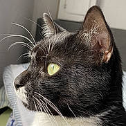 Samson joined the competition — help win amazing prizes! anchor_pattern, bed, black_and_white_fur, blanket, calm, cat, close_up, curious, domestic_animal, ear, fur, green_eye, indoor, nose, pet, portrait, side_profile, soft_light, tuxedo_cat, whiskers