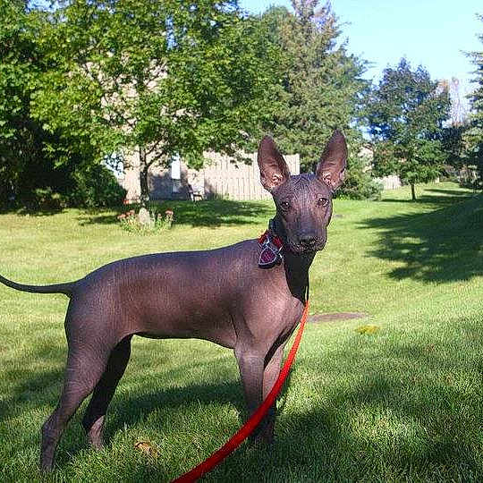 Chula