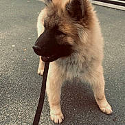 Atlas a rejoint le concours — aidez-le/la à gagner de superbes lots ! dog, leash, pavement, outdoor, fluffy, ears, animal, pet, canine, walking, standing, curious, side_view, urban, storefront, signage, daylight, muzzle, fur, black_nose