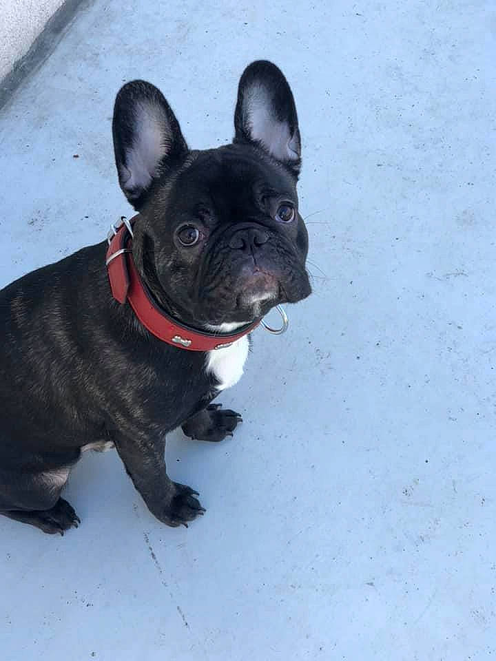 Jeff participe au concours pour gagner de l'argent avec cette photo : bulldog, canidae, carnivore, companion_dog, dog, dog_breed, dog_collar, fawn, french_bulldog, mammal, non_sporting_group, puppy, rare_breed_dog, snout, sporting_group, toy_bulldog, toy_dog, vertebrate