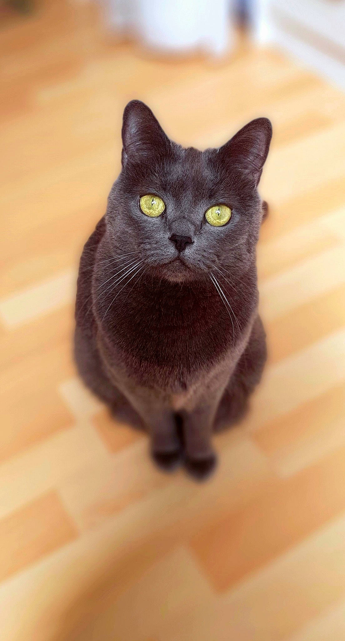 Nymeria participe au concours pour gagner de l'argent avec cette photo : black_cat, bombay, carnivore, cat, domestic_short_haired_cat, felidae, fur, hardwood, small_to_medium_sized_cats, snout, tail, terrestrial_animal, whiskers, wood