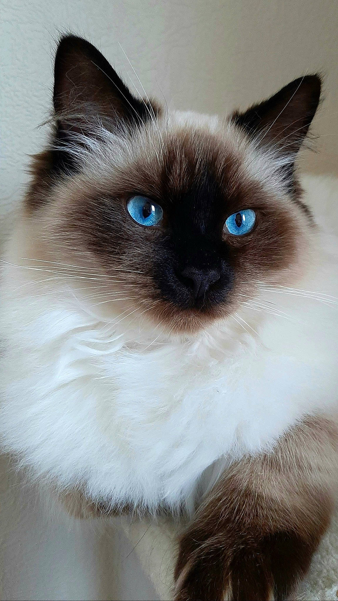 Pillow participe au concours pour gagner de l'argent avec cette photo : balinese, birman, carnivore, cat, close_up, electric_blue, fawn, felidae, fur, iris, siamese, small_to_medium_sized_cats, snout, terrestrial_animal, thai, whiskers