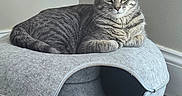 Stormy is registered to the contest to win money with this photo: animal, calm, cat, comfortable, cozy, ears, feline, floor, fur, gray, home, indoor, modern, pet_bed, quiet, relaxed, resting, tabby, whiskers, wooden_floor