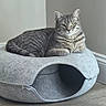 animal, calm, cat, comfortable, cozy, ears, feline, floor, fur, gray, home, indoor, modern, pet_bed, quiet, relaxed, resting, tabby, whiskers, wooden_floor