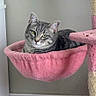 Stormy is registered to the contest to win money with this photo: animal, cat, cat_tree, cozy, curtain, cute, domestic, feline, floor, fur, hammock, home, indoor, pet, pink, quiet, relaxed, resting, tabby, window
