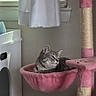 Stormy joined the competition — help win amazing prizes! animal, blinds, calm, cat, cat_tree, cozy, curtain, domestic, floor, furniture, gray, hammock, home, indoor, pet, pink, relaxed, resting, tabby_cat, window