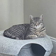 Stormy is registered to the contest to win money with this photo: animal, cat, comfortable, cozy, cute, domestic_cat, feline, floor, fur, gray_cat_bed, home, indoor, minimalist, modern, pet, relaxed, resting, sleepy, tabby_cat, wooden_floor