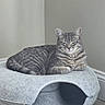 animal, cat, comfortable, cozy, cute, domestic_cat, feline, floor, fur, gray_cat_bed, home, indoor, minimalist, modern, pet, relaxed, resting, sleepy, tabby_cat, wooden_floor