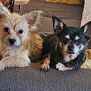 Chipie Et Hoover participe au concours pour gagner de l'argent avec cette photo : animal, architecture, building, canine, chihuahua, cockerspaniel, couch, cushion, dog, furniture, homedecor, indoors, interiordesign, livingroom, papillon, pet, poodle, puppy, room, terrier