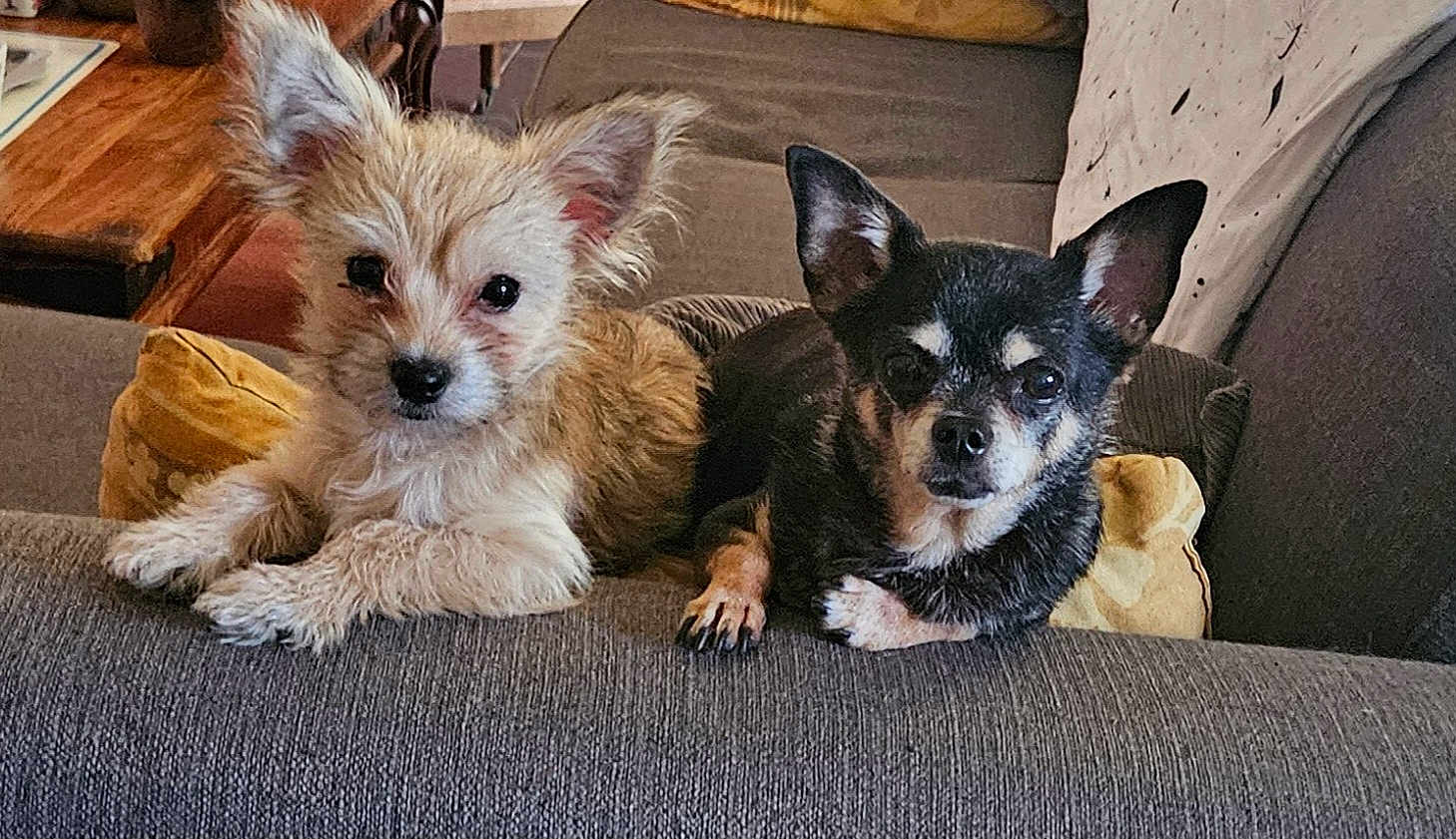 Chipie Et Hoover participe au concours pour gagner de l'argent avec cette photo : animal, architecture, building, canine, chihuahua, cockerspaniel, couch, cushion, dog, furniture, homedecor, indoors, interiordesign, livingroom, papillon, pet, poodle, puppy, room, terrier