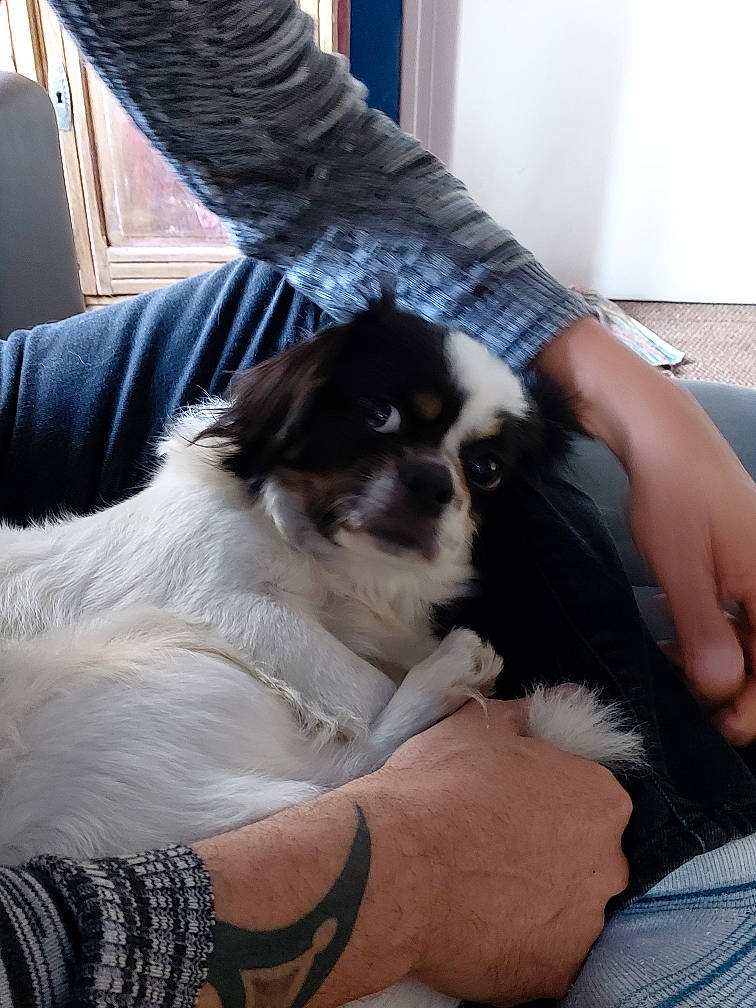 Océane participe au concours pour gagner de l'argent avec cette photo : canidae, carnivore, chinese_imperial_dog, companion_dog, dog, dog_breed, japanese_chin, mal_shi, mammal, phalene, puppy, puppy_love, shih_tzu, sporting_group, toy_dog, vertebrate