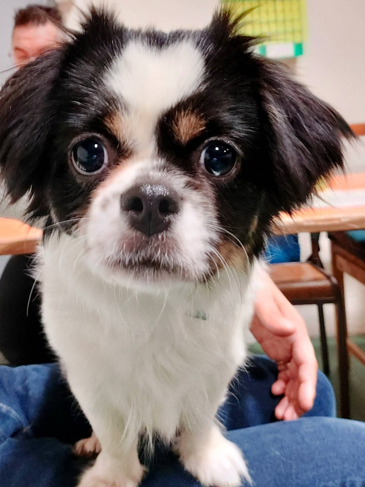 Océane participe au concours pour gagner de l'argent avec cette photo : canidae, carnivore, chinese_imperial_dog, companion_dog, dog, dog_breed, japanese_chin, mammal, phalene, puppy, puppy_love, rare_breed_dog, snout, sporting_group, toy_dog, vertebrate, whiskers