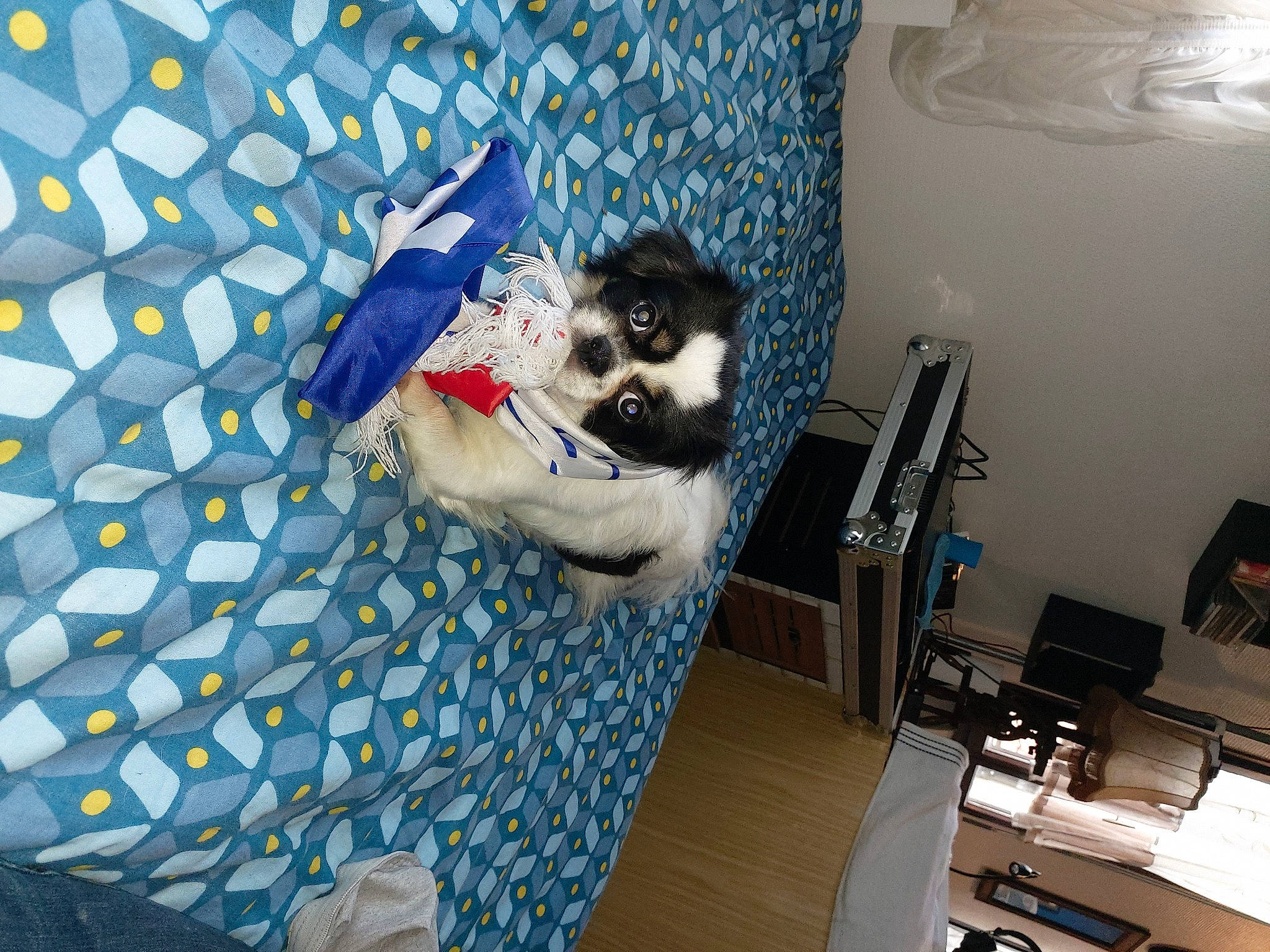 Océane a rejoint le concours — aidez-le/la à gagner de superbes lots ! canidae, carnivore, dog, linens, non_sporting_group, room, textile