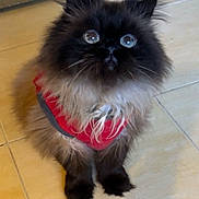 Chingu joined the competition — help win amazing prizes! animal, black, brown, cat, cute, domestic, ears, eyes, feline, floor, fluffy, fur, indoor, looking_up, pet, portrait, red_harness, sitting, whiskers, young