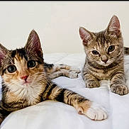 Bambi is registered to the contest to win money with this photo: kitten, cat, calico_cat, tabby_cat, pet, animal, cute, fur, whiskers, ears, eyes, bed, white_bedspread, indoor, resting, young, domestic_cat, feline, laying_down, curious