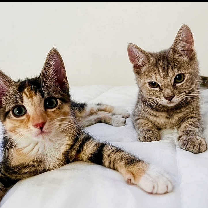 Bambi is registered to the contest to win money with this photo: kitten, cat, calico_cat, tabby_cat, pet, animal, cute, fur, whiskers, ears, eyes, bed, white_bedspread, indoor, resting, young, domestic_cat, feline, laying_down, curious