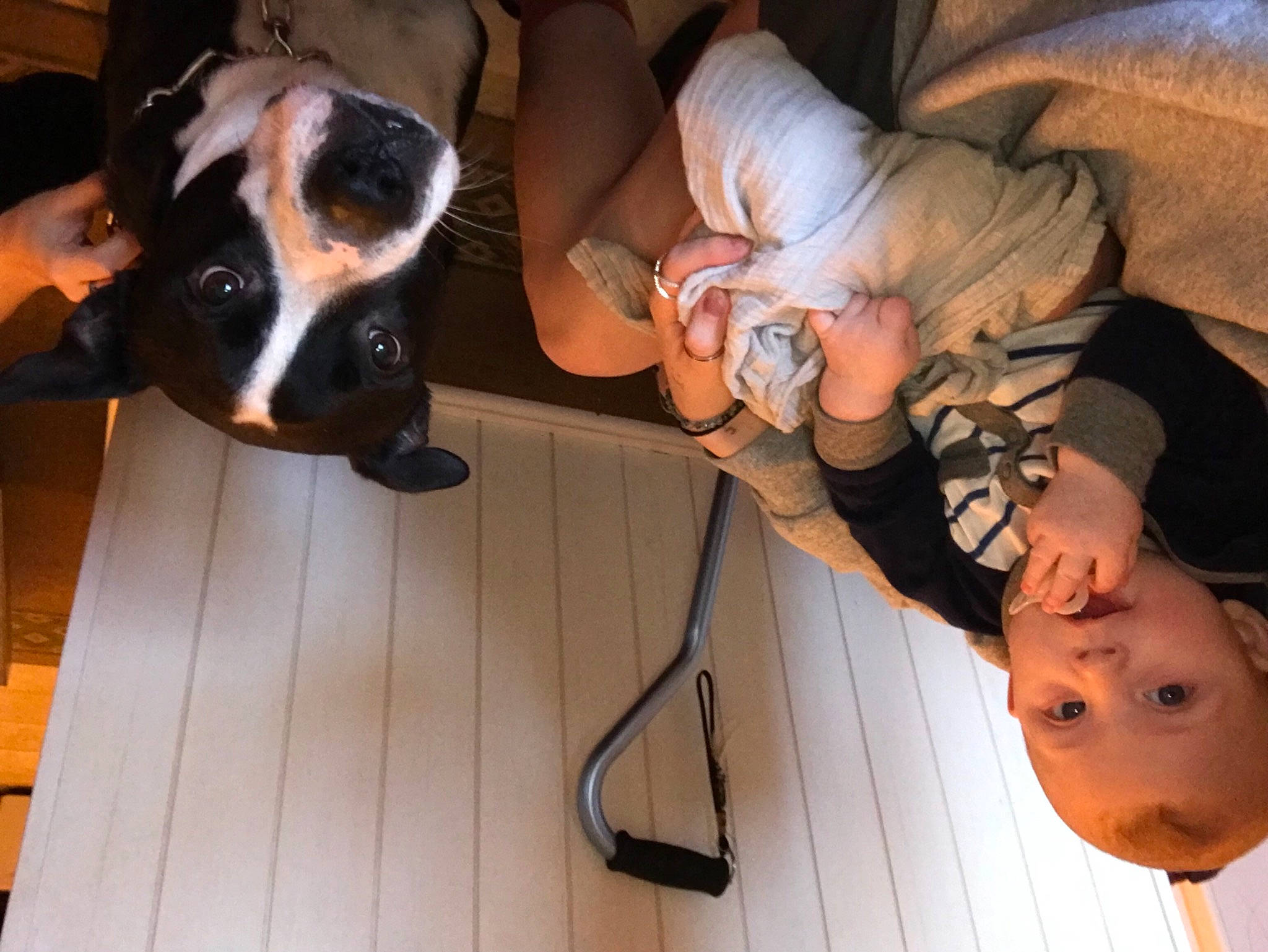 Corey is registered to the contest to win money with this photo: baby, baby_products, carnivore, comfort, companion_dog, dog, dog_breed, ear, fawn, finger, fun, fur, gesture, happy, lap, organ, person, toddler, vertebrate, whiskers