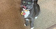 Brooks joined the competition — help win amazing prizes! cat, gray_cat, white_paws, green_eyes, collar, tags, carpet, tile_floor, indoor, pet, curious, licking, tail_up, feline, domestic_cat, looking_up, floor_transition, animal, cute, whiskers