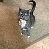 cat, gray_cat, white_paws, green_eyes, collar, tags, carpet, tile_floor, indoor, pet, curious, licking, tail_up, feline, domestic_cat, looking_up, floor_transition, animal, cute, whiskers
