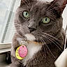 Brooks is registered to the contest to win money with this photo: cat, gray_cat, white_paws, green_eyes, collar, tags, window, natural_light, pet, feline, whiskers, indoor, closeup, cute, animal, domestic_cat, relaxed, sitting, portrait, fur