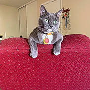 Brooks joined the competition — help win amazing prizes! cat, gray_cat, green_eyes, collar, indoor, red_chair, furniture, pet, animal, domestic_cat, whiskers, curious, relaxed, living_room, household, cute, mammal, resting, four_legs, ears