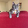 cat, gray_cat, green_eyes, collar, indoor, red_chair, furniture, pet, animal, domestic_cat, whiskers, curious, relaxed, living_room, household, cute, mammal, resting, four_legs, ears