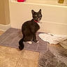 Brooks is registered to the contest to win money with this photo: cat, gray_cat, white_paws, red_collar, bathroom, bath_mat, tiled_floor, purple_bath_pouf, shampoo_bottle, towel, floor_mat, pet, indoor, curious, sitting, green_eyes, feline, domestic_cat, household, bathroom_accessories