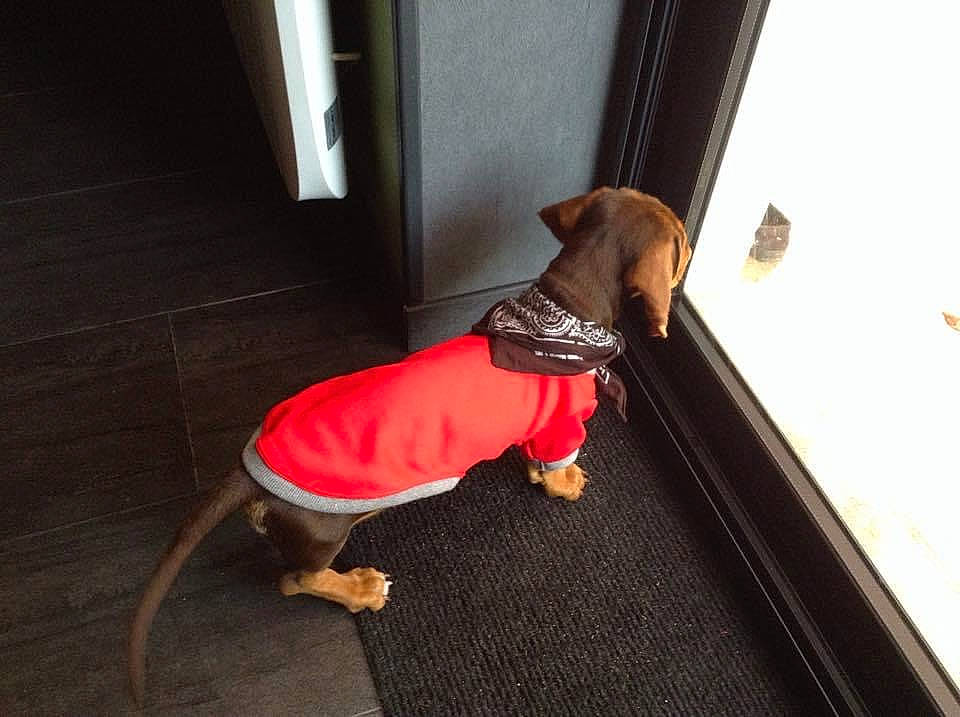 Jackpot participe au concours pour gagner de l'argent avec cette photo : canidae, carnivore, companion_dog, dachshund, dog, dog_breed, dog_clothes, fawn, floor, flooring, hardwood, puggle, puppy, rhodesian_ridgeback, sporting_group, tail, vizsla, wood