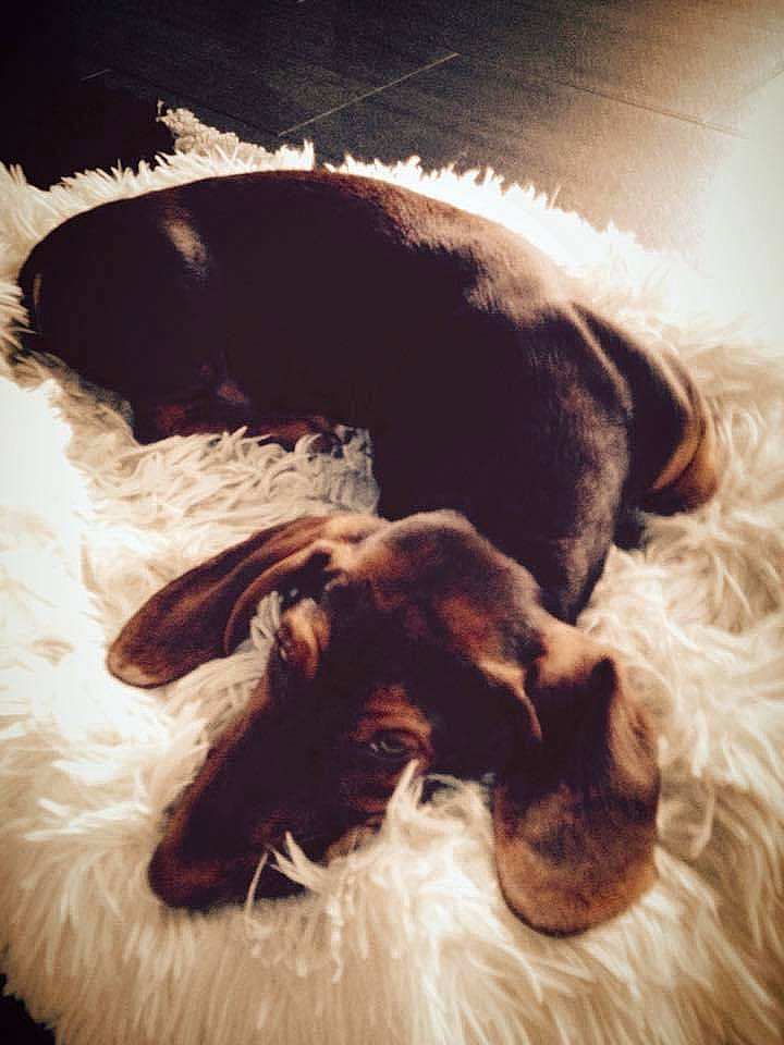 Jackpot participe au concours pour gagner de l'argent avec cette photo : borzoi, canidae, carnivore, dog, dog_breed, ear, english_springer_spaniel, fox_terrier, fur, lagotto_romagnolo, puppy, snout, spaniel, spinone_italiano, sporting_group