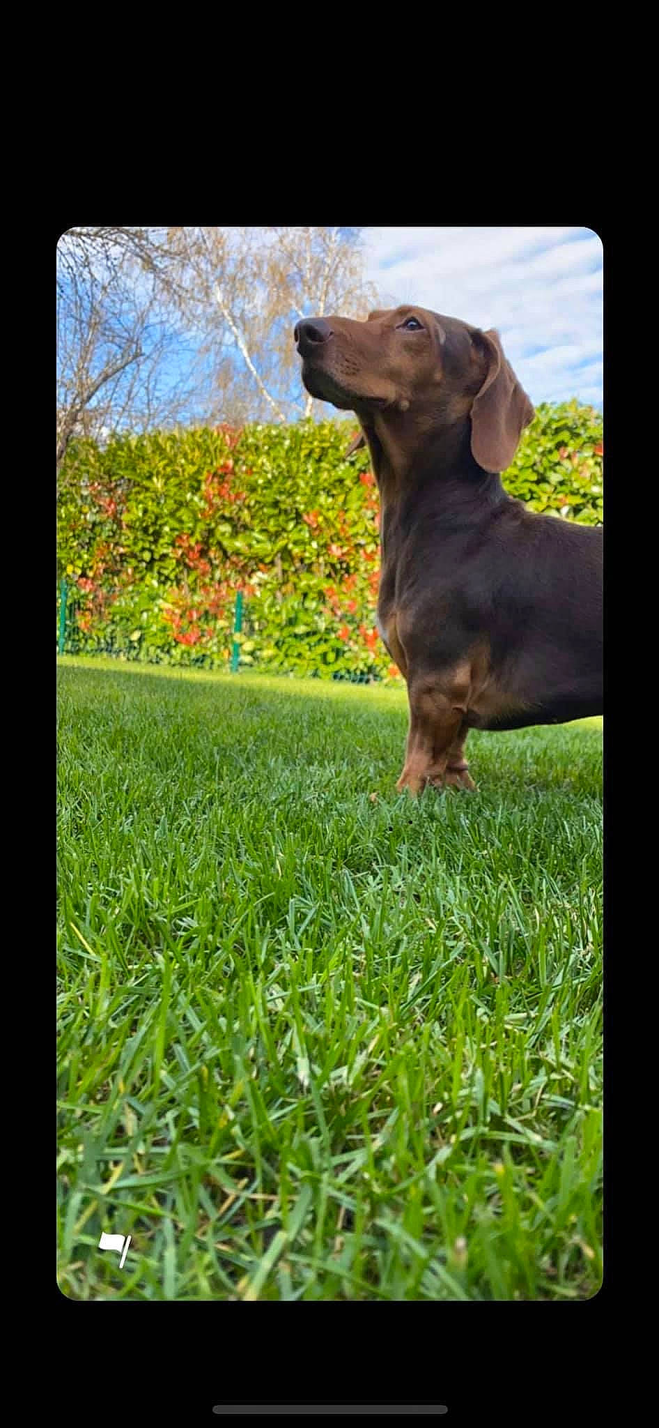 Jackpot a rejoint le concours — aidez-le/la à gagner de superbes lots ! canidae, carnivore, dachshund, dog, dog_breed, fawn, grass, grass_family, hound, hunting_dog, lawn, liver, mammal, plant, puppy, sporting_group, vertebrate, weimaraner, working_dog