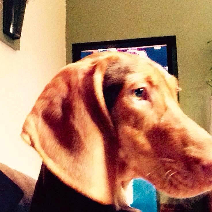 Jackpot a rejoint le concours — aidez-le/la à gagner de superbes lots ! bracco_italiano, canidae, carnivore, companion_dog, dog, dog_breed, ear, head, hunting_dog, liver, mammal, nose, pointing_breed, sporting_group, vizsla, weimaraner