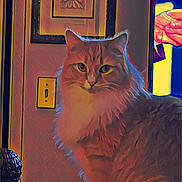 Fiona is registered to the contest to win money with this photo: cat, fluffy_cat, long_hair, orange_cat, feline, pet, animal, portrait, sitting, indoors, home, wall, framed_art, light_switch, colorful, neon_lighting, dramatic_lighting, digital_art, close_up, alert