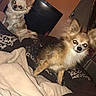 Rocky joined the competition — help win amazing prizes! animal, bed, bedroom, blanket, brown_dog, chihuahua, cute, dogs, flash_photography, fluffy, indoor, long_hair, nighttime, pet, portrait, puppies, sitting, small_dogs, standing, white_dog