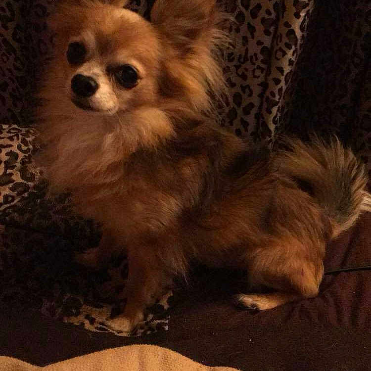 Rocky