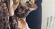 Rocky is registered to the contest to win money with this photo: alert, blanket, brown_and_white, canine, couch, cozy, cute, dark_eyes, dogs, fluffy, home_decor, indoor, leopard_print, peeking, pointed_ears, portrait, puppies, rotated_image, small_dogs, two_animals