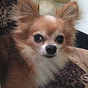 Rocky is registered to the contest to win money with this photo: blanket, brown_fur, close_up, companion_animal, couch, cute, dog, fluffy, indoors, lamp, lap, large_eyes, living_room, long_hair, pet, pointed_ears, portrait, sitting, small_dog, white_chest