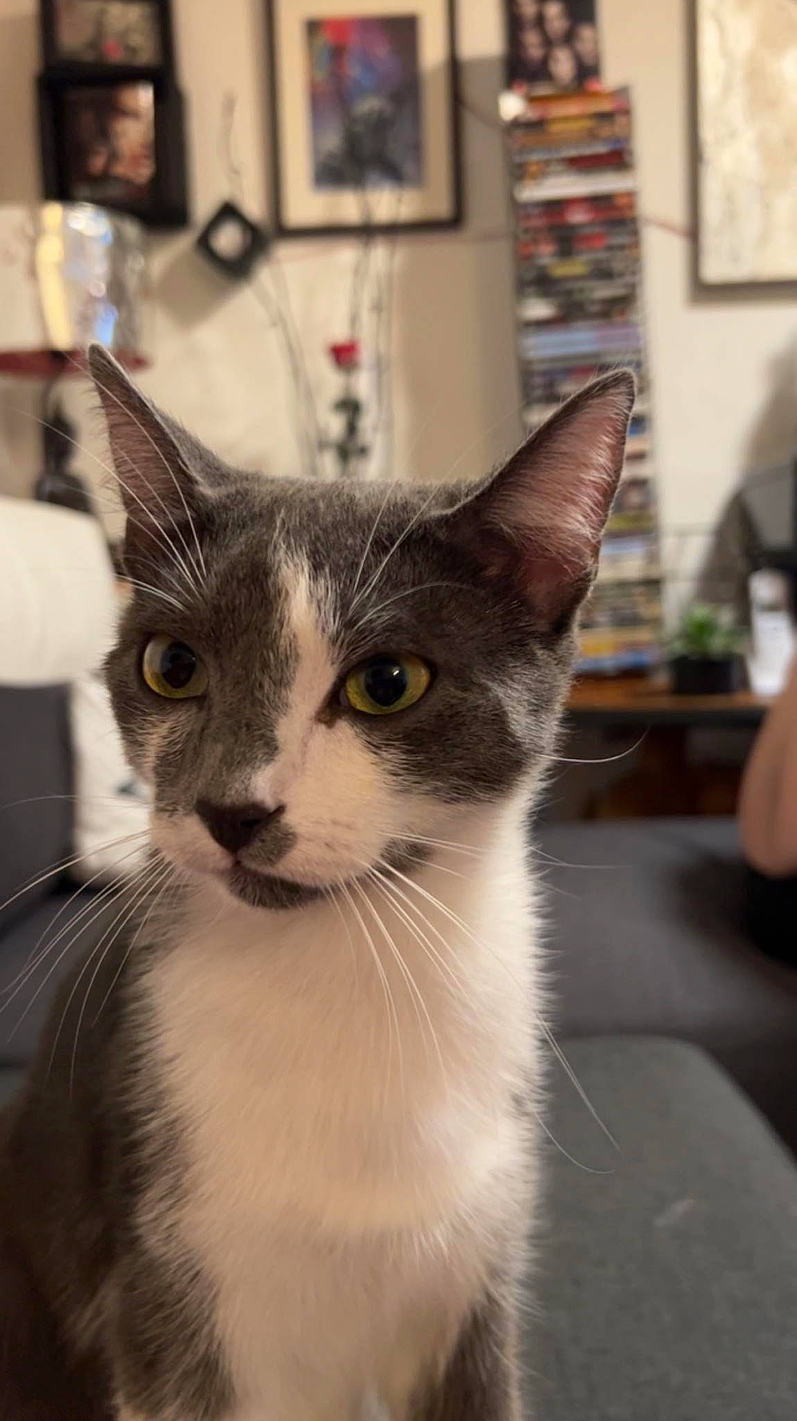 Thanos a rejoint le concours — aidez-le/la à gagner de superbes lots ! carnivore, cat, domestic_short_haired_cat, felidae, fur, monochrome, monochrome_photography, picture_frame, small_to_medium_sized_cats, snout, whiskers, window