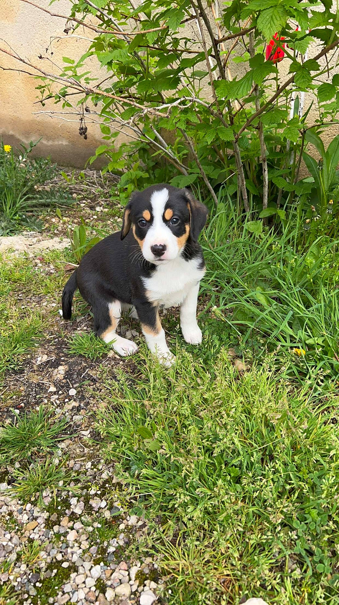 Urkane a rejoint le concours — aidez-le/la à gagner de superbes lots ! art, ball, beaglier, canidae, carnivore, companion_dog, dog, dog_breed, garden, grass, groundcover, plant, shrub, snout, sporting_group, tail, terrestrial_animal, tree, working_animal, working_dog