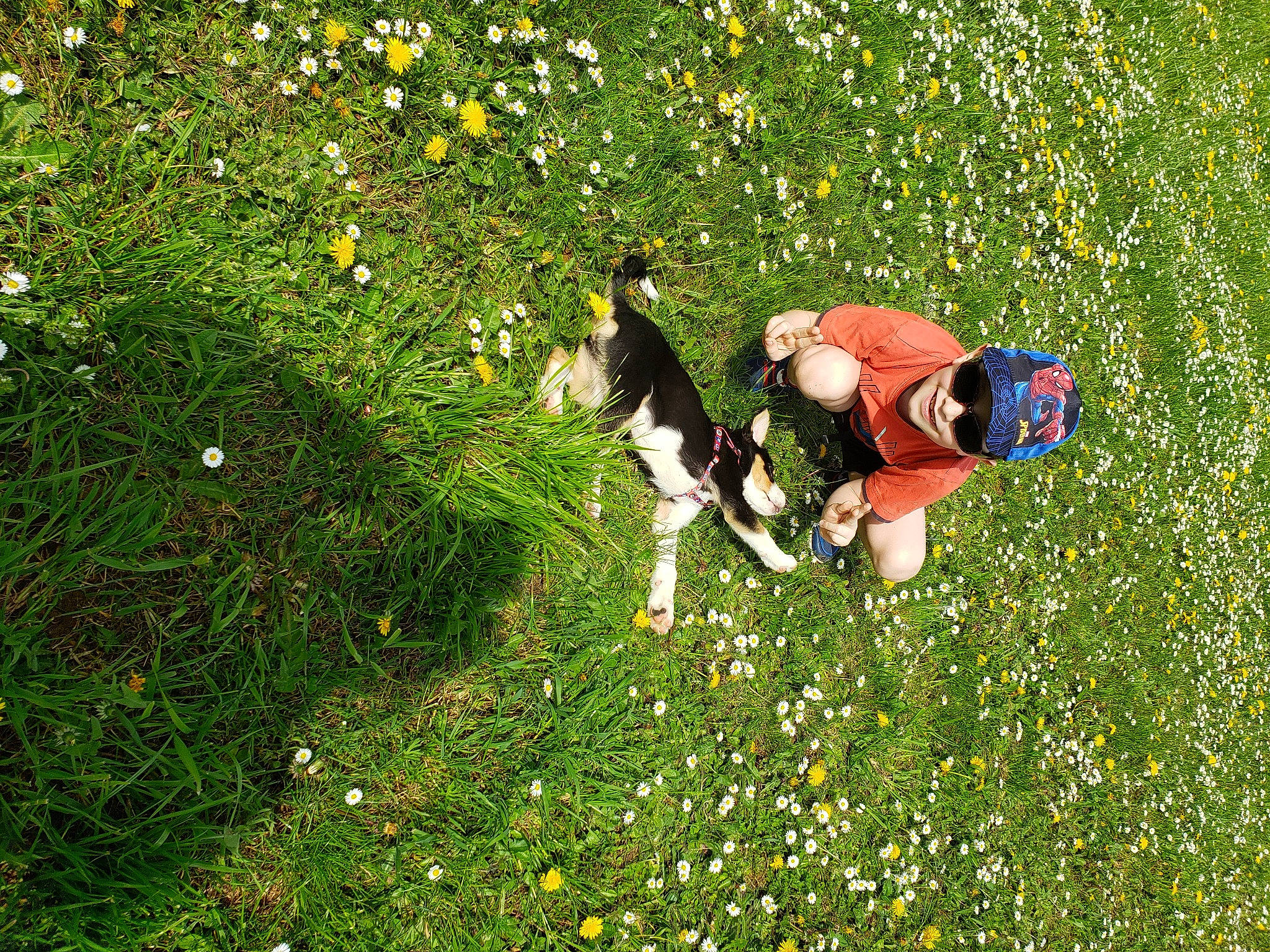 Urkane participe au concours pour gagner de l'argent avec cette photo : dog, field, flower, flowering_plant, grass, grass_family, grassland, groundcover, happy, herbaceous_plant, lawn, meadow, natural_landscape, pasture, people_in_nature, plant, prairie, shrub, sporting_group, wildflower