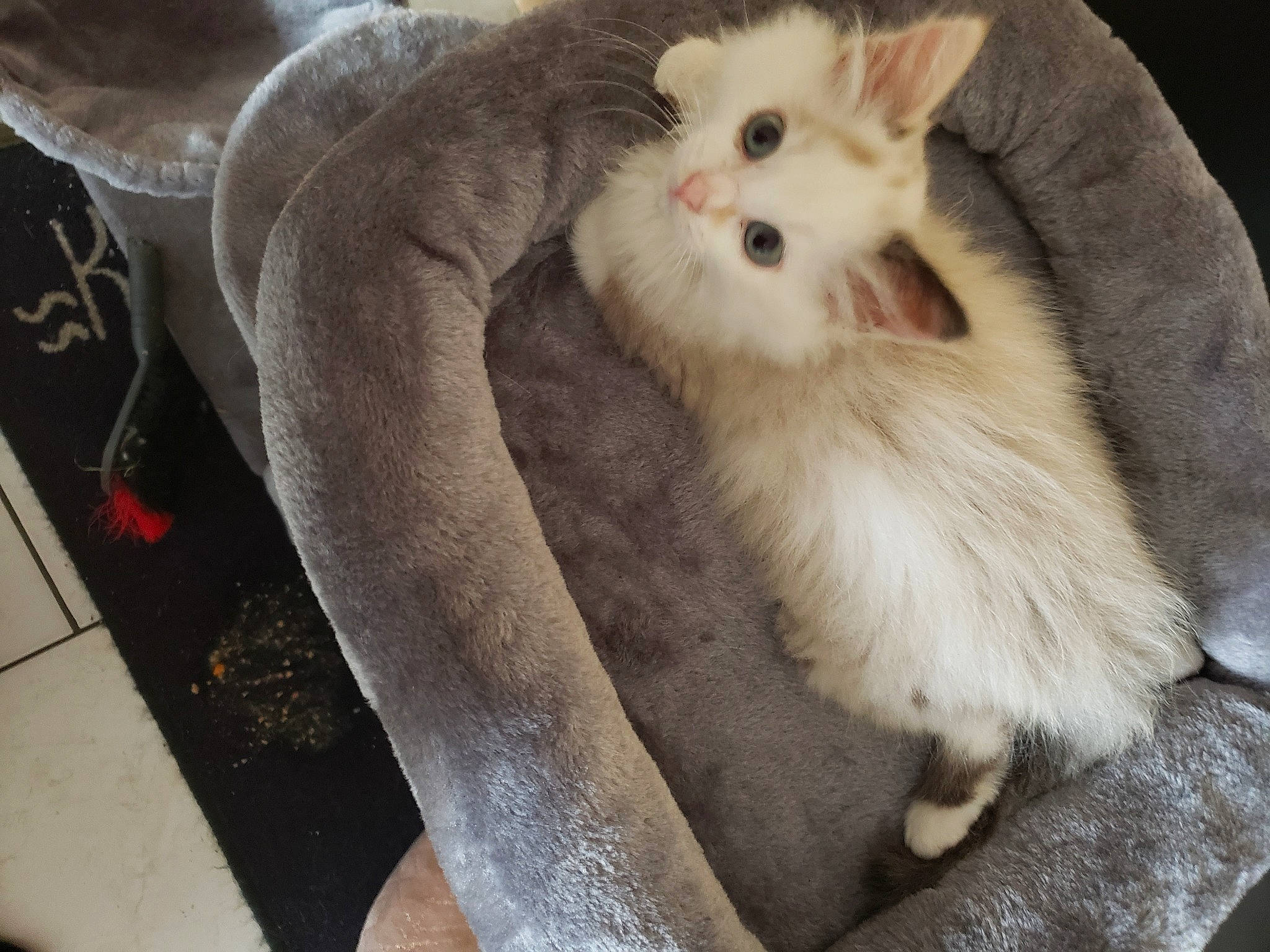 Utah a rejoint le concours — aidez-le/la à gagner de superbes lots ! biting, british_longhair, carnivore, cat, claw, comfort, companion_dog, fawn, felidae, fur, grey, paw, small_to_medium_sized_cats, snout, tail, terrestrial_animal, whiskers