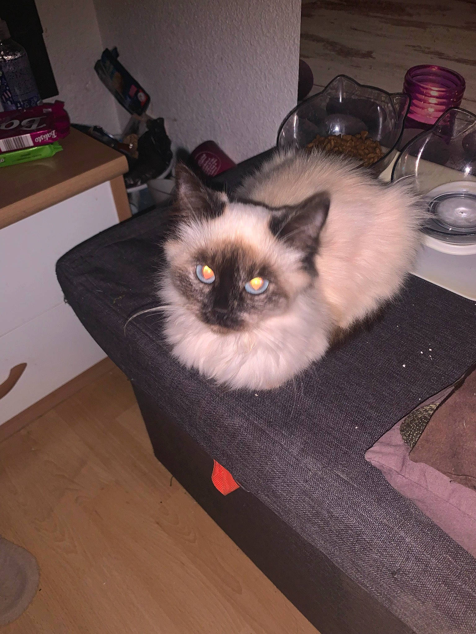 Atlas participe au concours pour gagner de l'argent avec cette photo : balinese, birman, carnivore, cat, fawn, felidae, flooring, fur, hardwood, kitchen_utensil, ragdoll, siamese, small_to_medium_sized_cats, tableware, tail, thai, varnish, whiskers, wood, wood_flooring