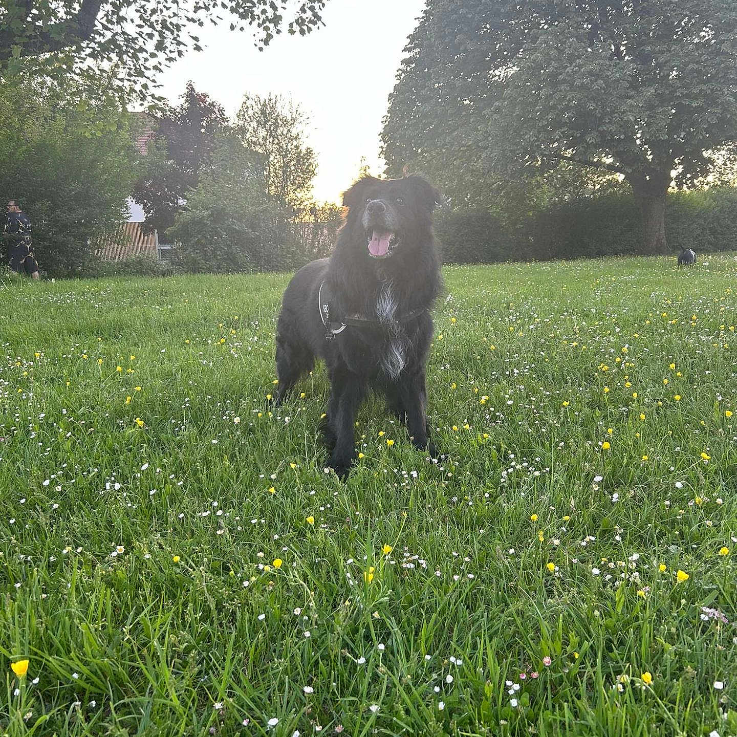 Marley