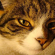 Bingo is registered to the contest to win money with this photo: abyssinian, animal, blanket, cat, kitten, manx, person, pet, siamese, sleeping