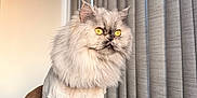 Stormi joined the competition — help win amazing prizes! cat, persian_cat, long_hair, golden_eyes, pet, indoor, curtains, blanket, plush, sitting, portrait, whiskers, fluffy, fur, staring, cozy, window_light, pet_bed, domestic_animal, cute