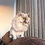 cat, persian_cat, long_hair, golden_eyes, pet, indoor, curtains, blanket, plush, sitting, portrait, whiskers, fluffy, fur, staring, cozy, window_light, pet_bed, domestic_animal, cute