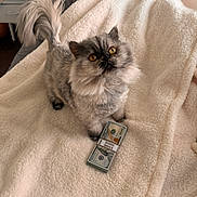 Stormi joined the competition — help win amazing prizes! cat, persian_cat, pet, money, cash, blanket, bed, cozy, fur, golden_eyes, sitting, indoor, luxury, bundle_of_cash, stack_of_money, tail, portrait, cute, whiskers, furniture