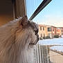 Stormi joined the competition — help win amazing prizes! cat, feline, fluffy, long_hair, whiskers, side_profile, window, looking_out, indoor, portrait, pet, balcony, snow, building, reflection, cozy, soft_light, domestic_animal, gaze, fur
